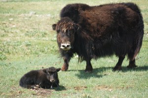 Mama Yak 