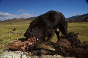 Der Hund ist nicht weit weg vom Wolf