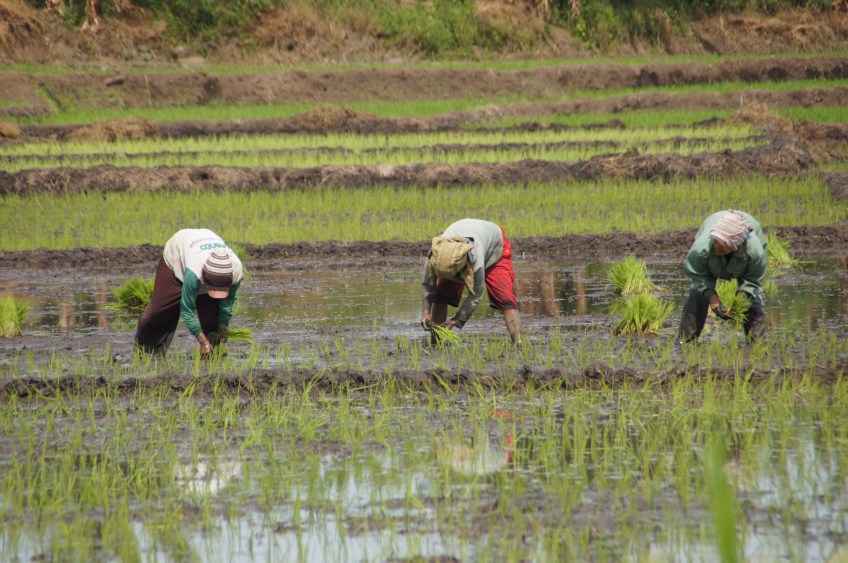 Rückensprengender Reisanbau
