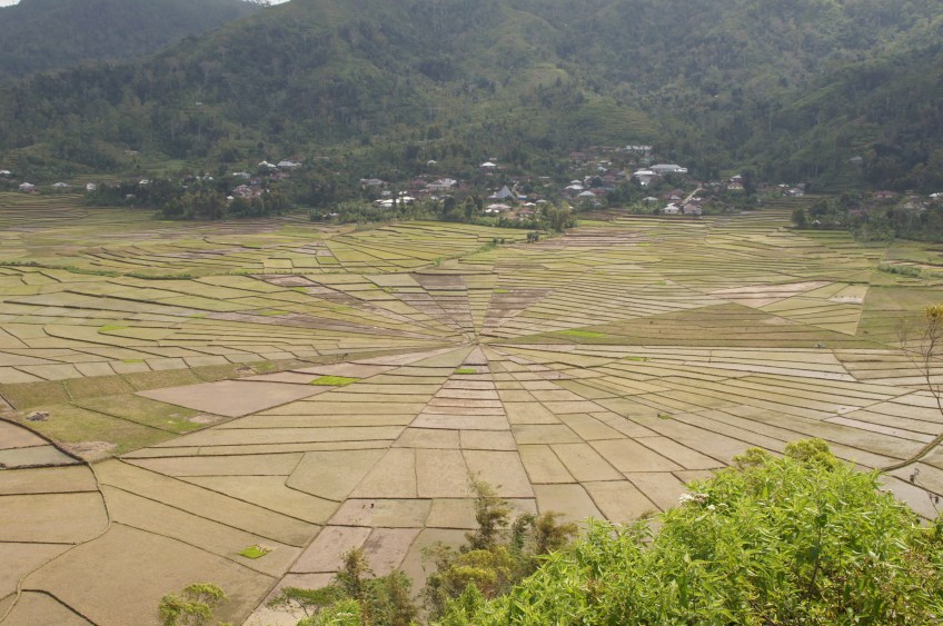 Spinnennetz-Reisterrassen