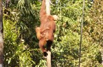 Orang Utan Familie mit Kokosnuss