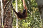 Orang Utan mit Baby