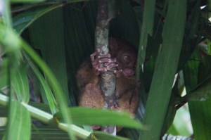 Tarsier oder Koboltmaki