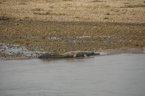 Krokodil im Chitwan