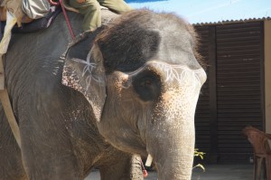 tätowierter Elefant