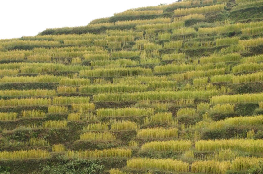 Reisterrassen mal anders