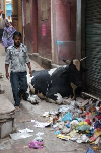 Müll-Kuh in Varanasi