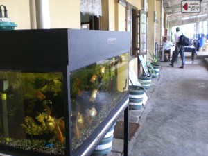 Aquarium auf dem Bahnhof in Sri Lanka