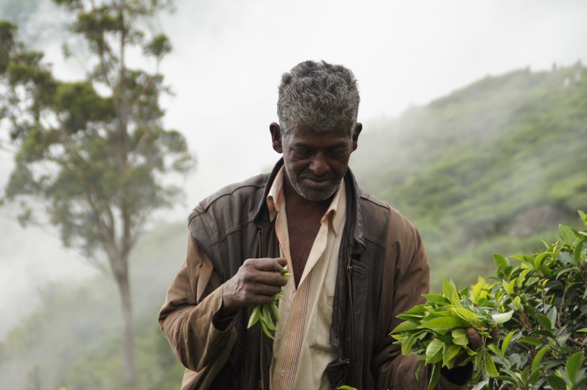 Teepflücker in Haputale