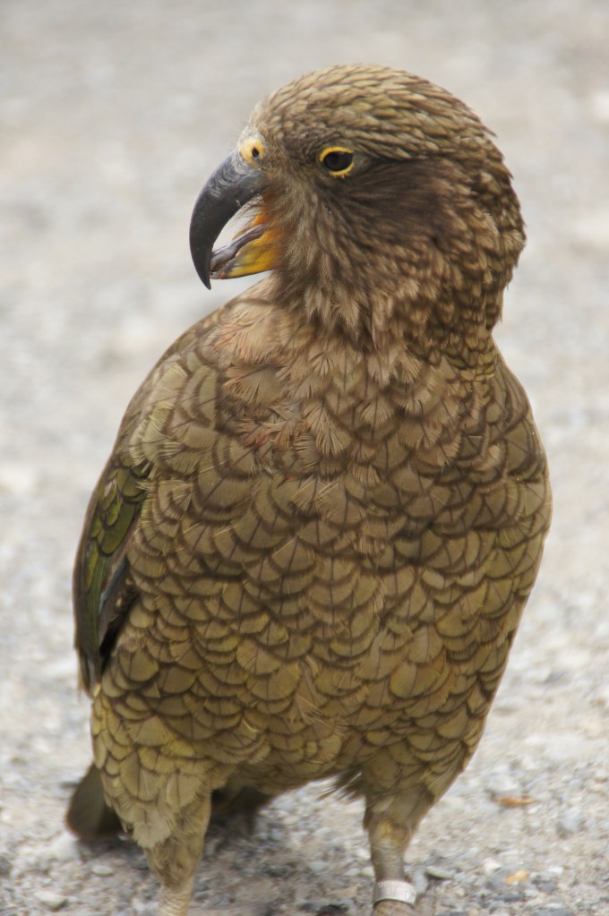 Kea am Arthur's Pass