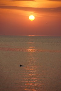 Delfin am Schwarzen Meer