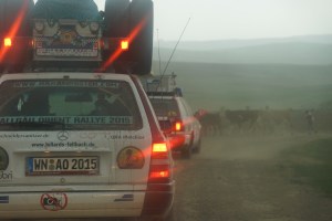 fliegende Kühe in Anatolien